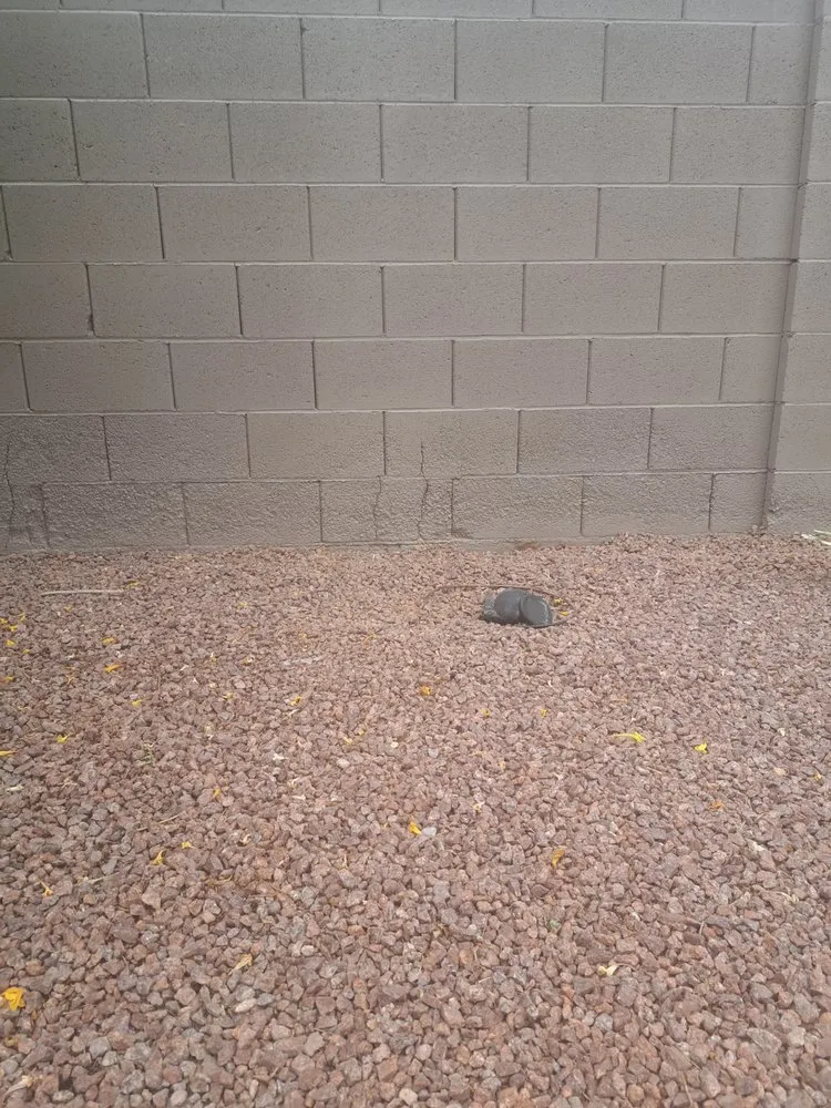 Professional landscaping services with custom design across North Las Vegas, NV - Star Painting & Maintenance