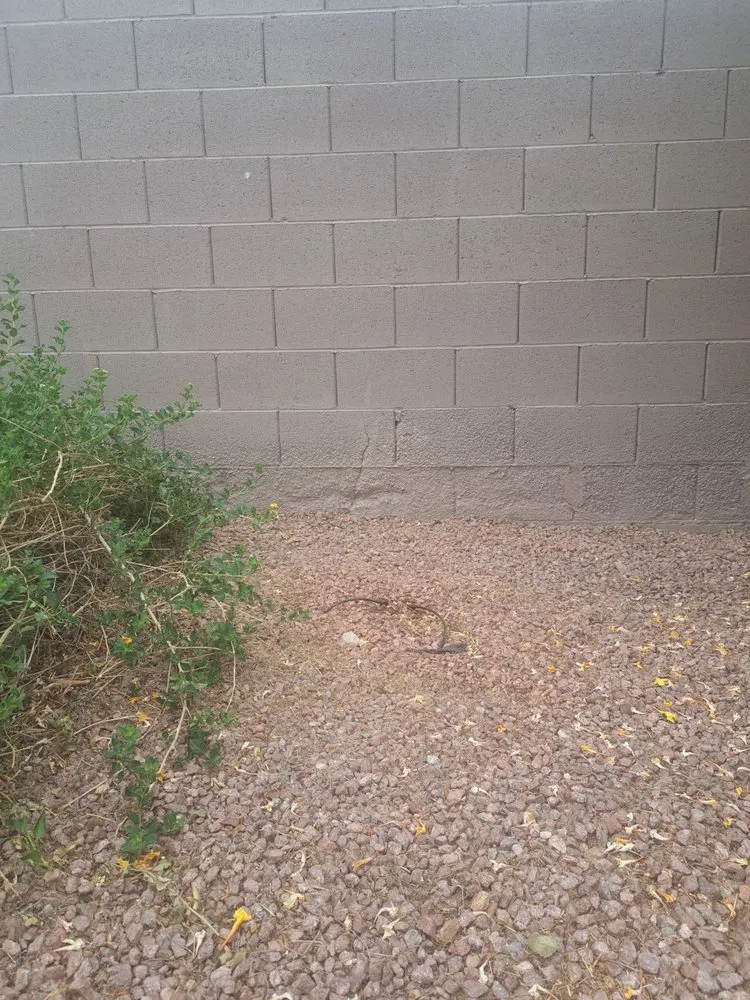 Professional residential landscaping in North Las Vegas, NV by Star Painting & Maintenance