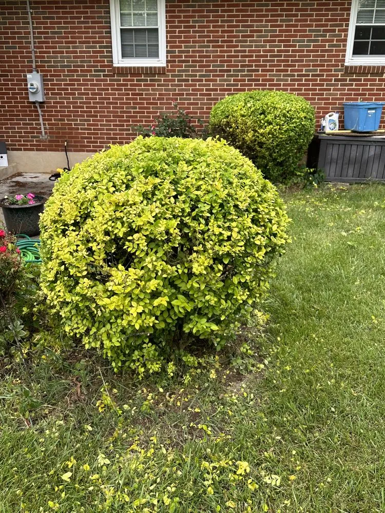 Top-rated lawn care service in Eagle Rock, VA by Star-Spangled Landscaping