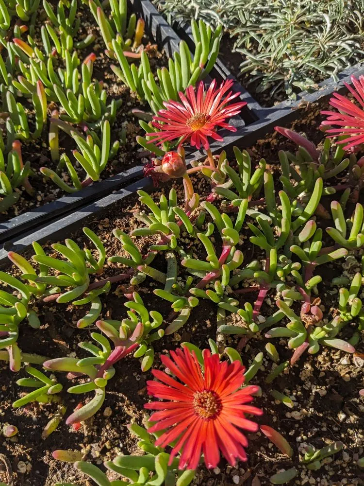 Custom lawn care service in Las Vegas, NV by StarCarpetLV