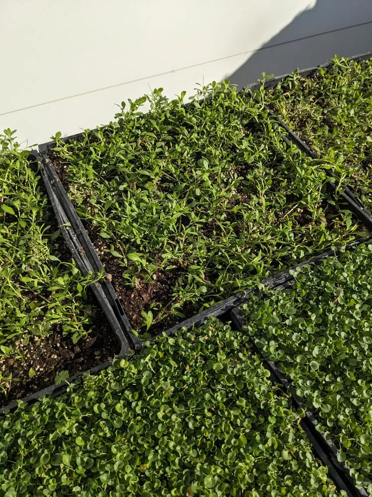 Custom lawn mowing service experts serving Las Vegas, NV - StarCarpetLV