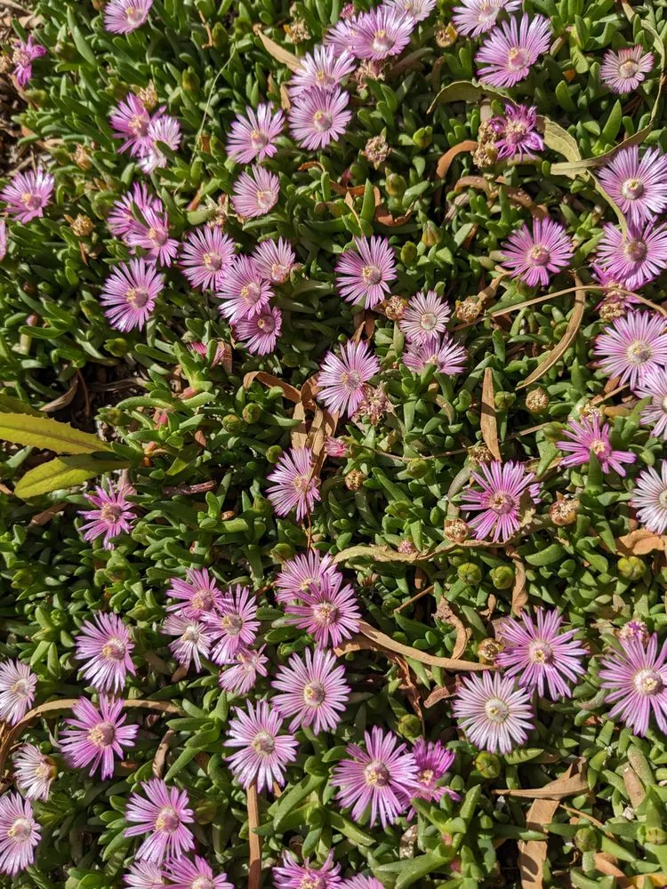 Custom lawn mowing service in Las Vegas, NV - StarCarpetLV