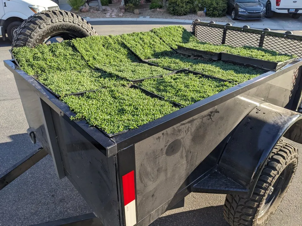 Expert yard cleanup service experts serving Las Vegas, NV - StarCarpetLV