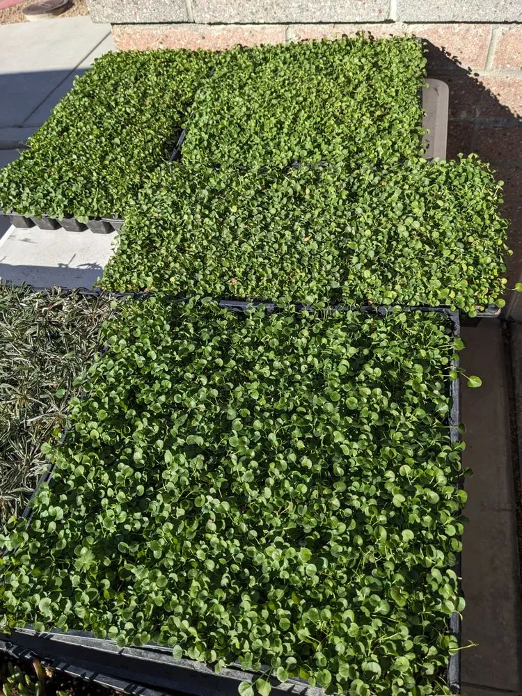 Expert landscape design in Las Vegas, NV by StarCarpetLV