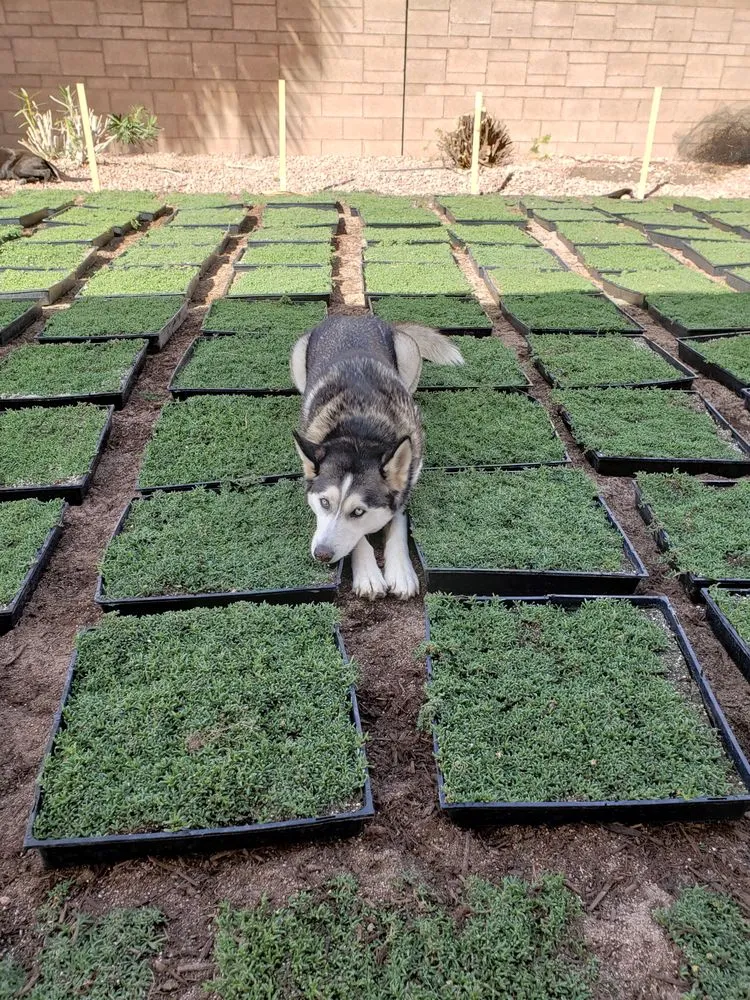 Reliable landscape installation with custom design in Las Vegas, NV by StarCarpetLV