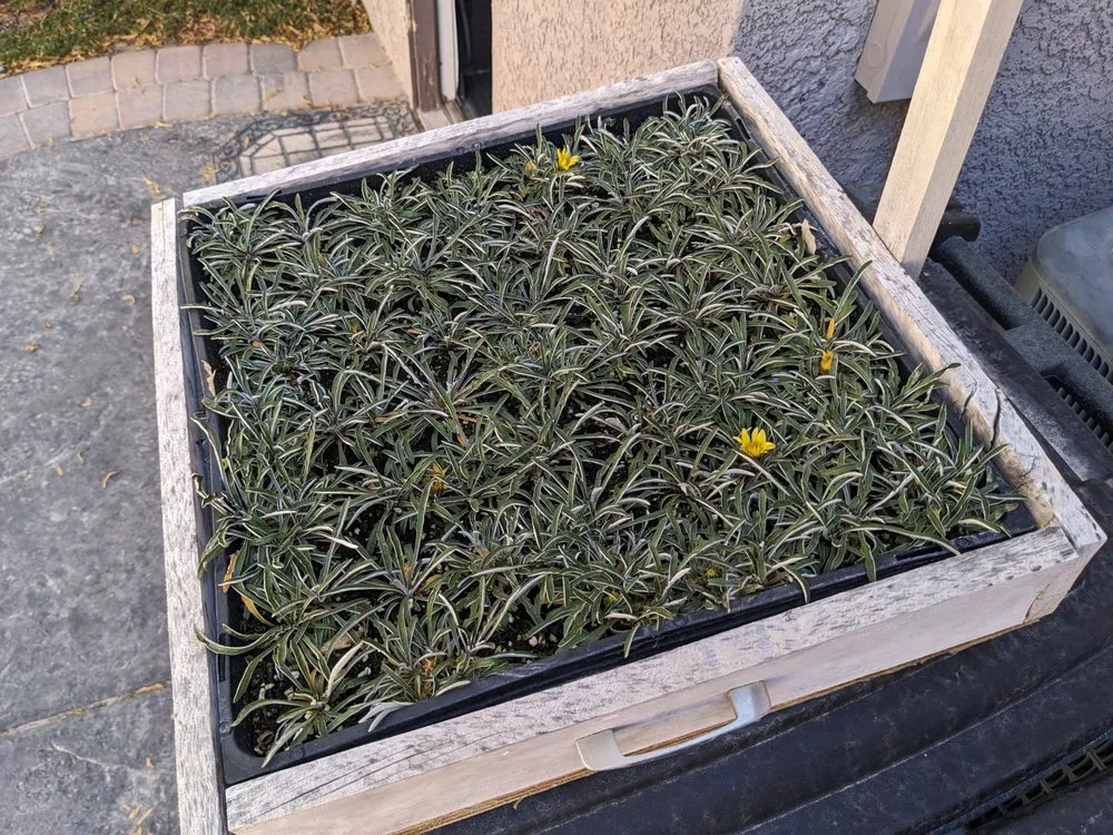 Affordable landscape design near you in Las Vegas, NV by StarCarpetLV