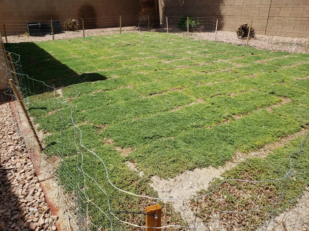 Professional residential landscaping experts serving Las Vegas, NV - StarCarpetLV