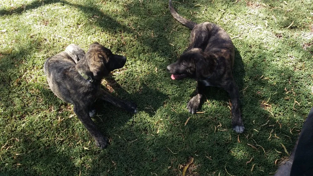 Reliable landscape design experts serving Las Vegas, NV - StarCarpetLV