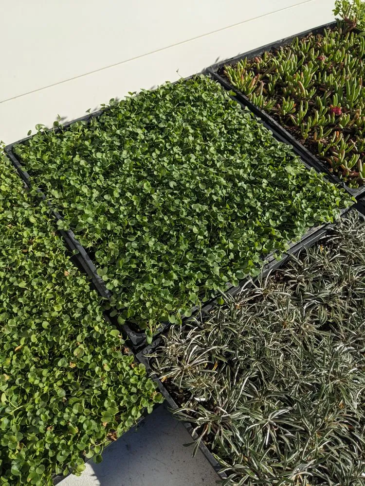 Reliable lawn mowing service experts serving Las Vegas, NV - StarCarpetLV