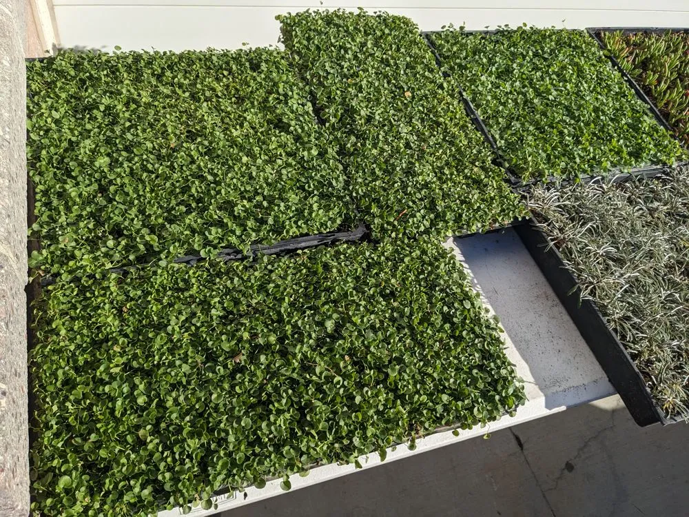 Trusted landscaping services experts serving Las Vegas, NV - StarCarpetLV