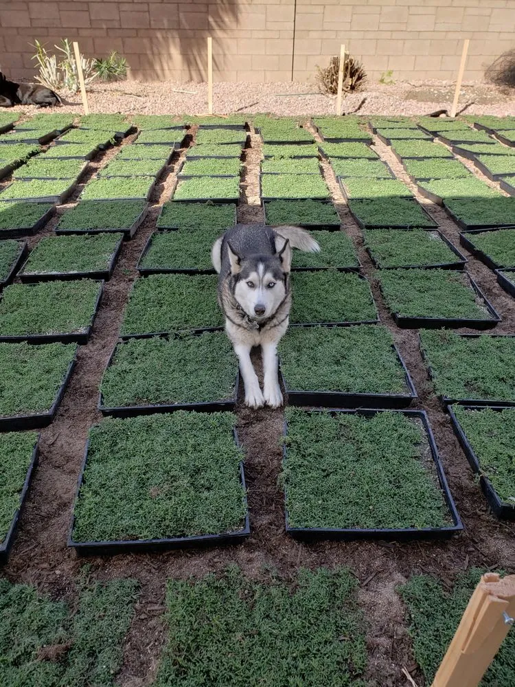 Affordable lawn care service experts serving Las Vegas, NV - StarCarpetLV