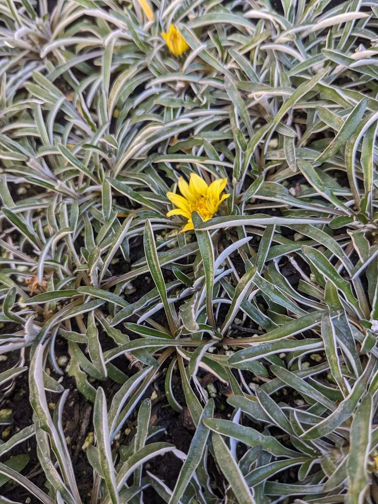 Trusted lawn mowing service near you in Las Vegas, NV by StarCarpetLV