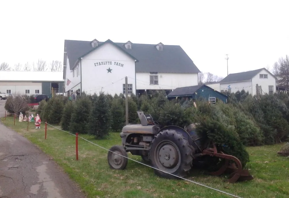 Trusted yard maintenance in Douglassville, PA - Starlyte Christmas Tree Farm
