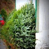 Professional outdoor landscaping for homes in Douglassville, PA by Starlyte Christmas Tree Farm