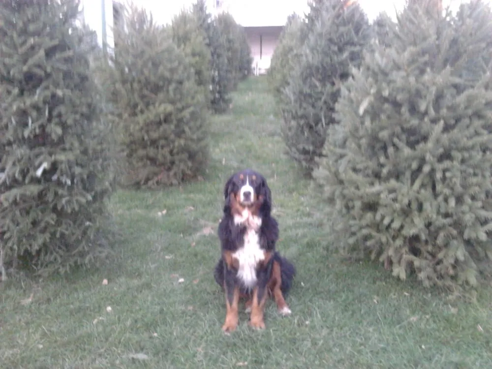 Expert lawn care service experts serving Douglassville, PA - Starlyte Christmas Tree Farm