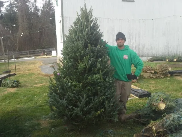 Trusted yard cleanup service in Douglassville, PA - Starlyte Christmas Tree Farm