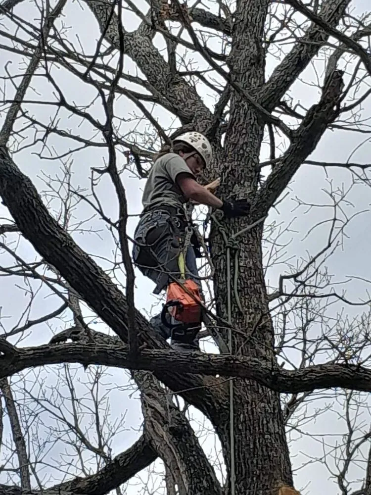 Reliable yard maintenance experts serving McAlester, OK - Starr Tree Service