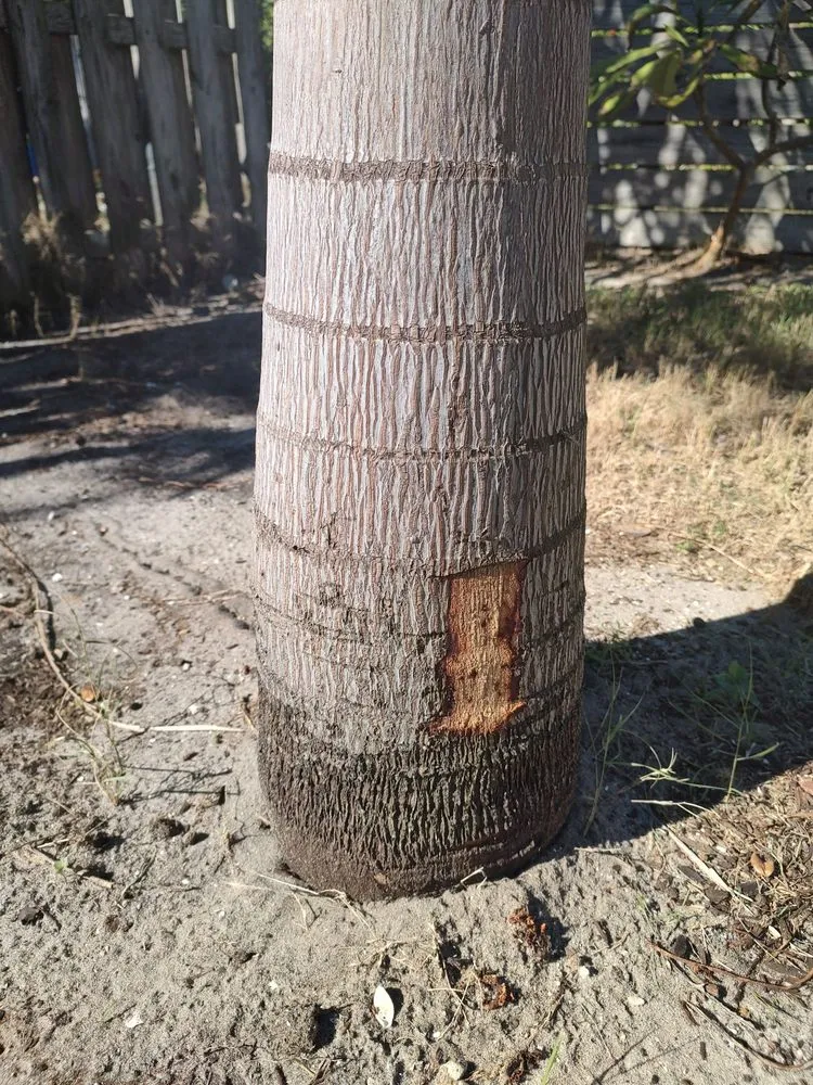 Professional residential landscaping for homes in Indian Harbour Beach, FL by Starrett Stump Grinding