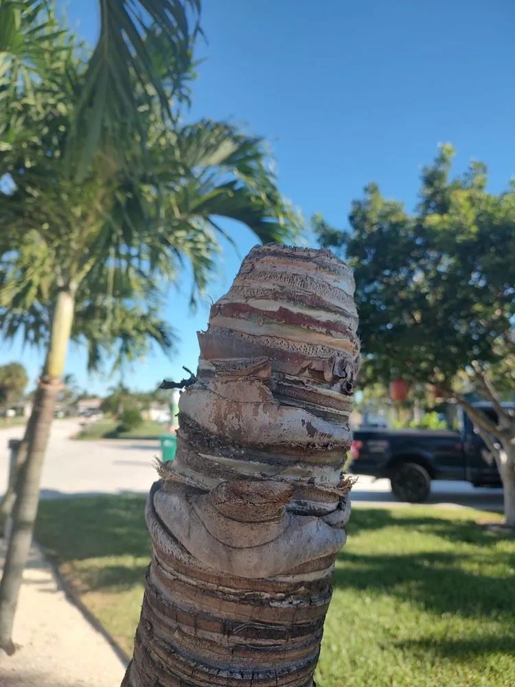 Reliable yard maintenance in Indian Harbour Beach, FL by Starrett Stump Grinding