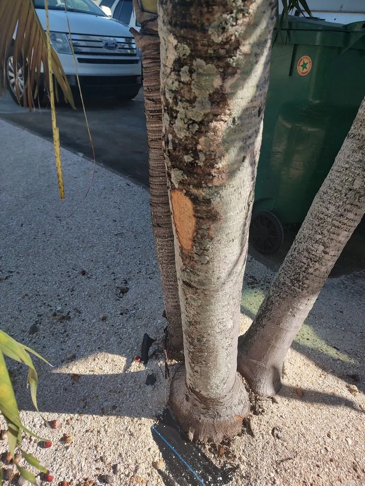 Professional residential landscaping experts serving Indian Harbour Beach, FL - Starrett Stump Grinding