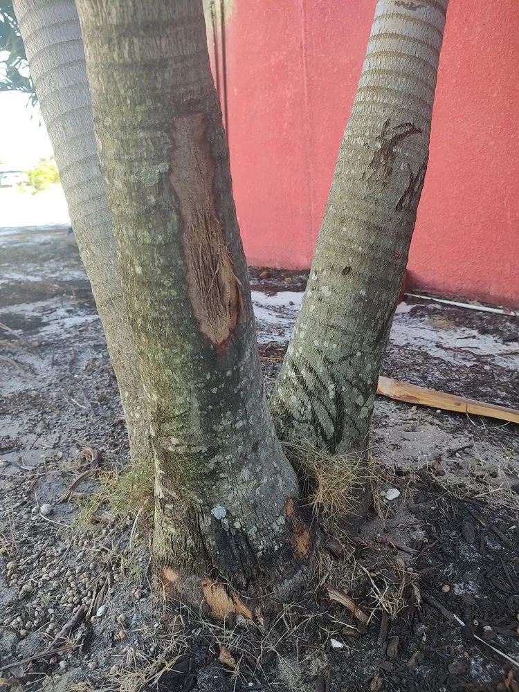 Custom lawn mowing service near you across Indian Harbour Beach, FL - Starrett Stump Grinding