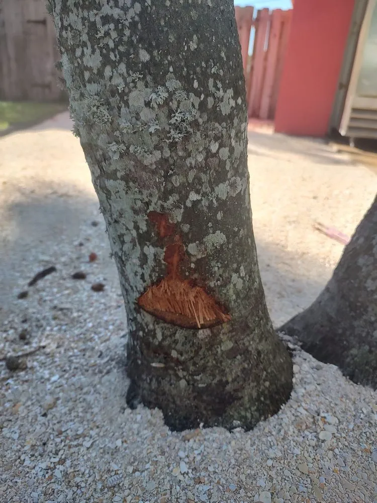 Expert garden landscaping in Indian Harbour Beach, FL by Starrett Stump Grinding