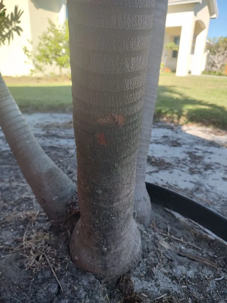 Top-rated landscape installation in Indian Harbour Beach, FL - Starrett Stump Grinding
