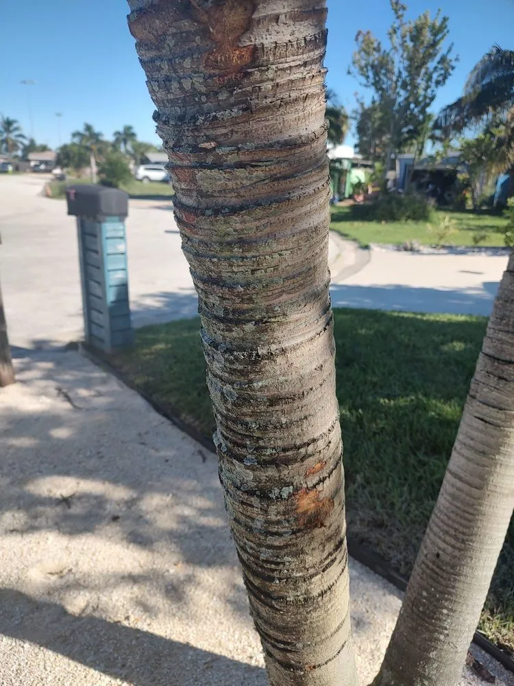 Trusted landscape installation near you across Indian Harbour Beach, FL - Starrett Stump Grinding