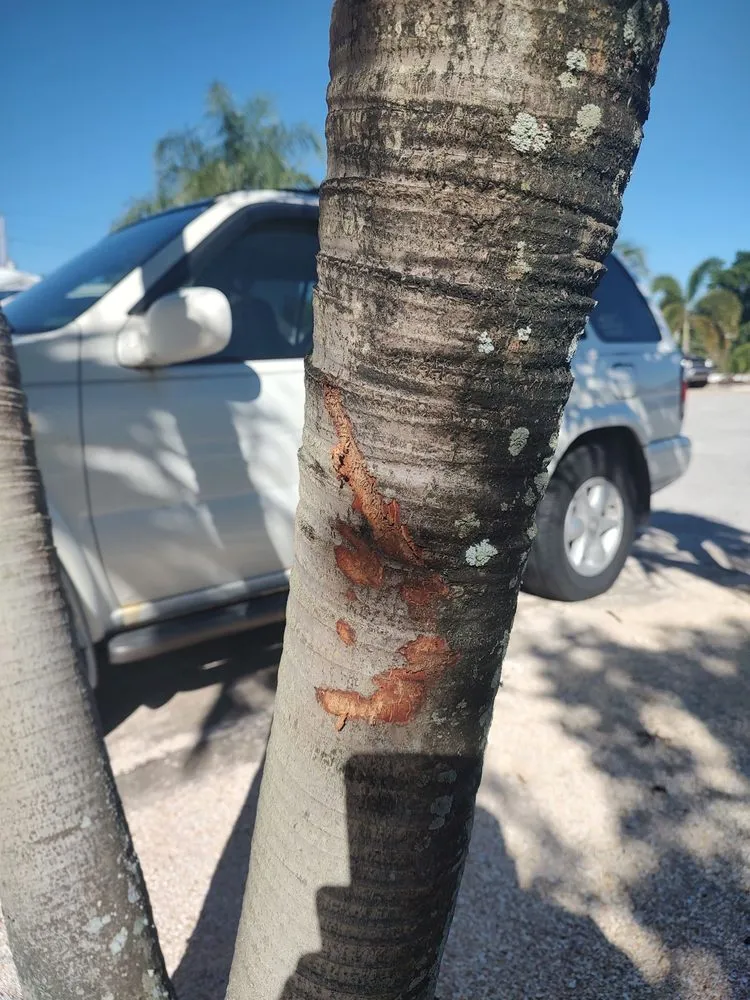 Local outdoor landscaping in Indian Harbour Beach, FL by Starrett Stump Grinding