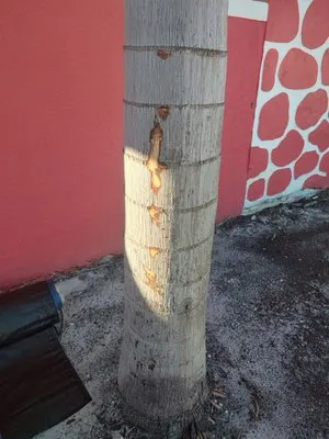 Starrett Stump Grinding