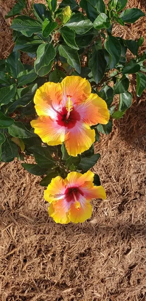 Top-rated residential landscaping experts serving Cape Coral, FL - Stars & Stripes Landscape Services