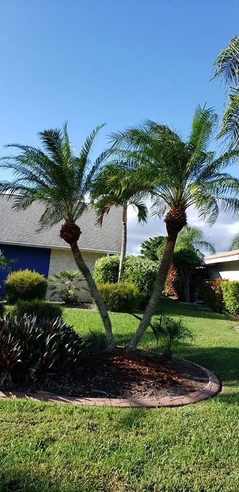 Affordable yard cleanup service in Cape Coral, FL by Stars & Stripes Landscape Services