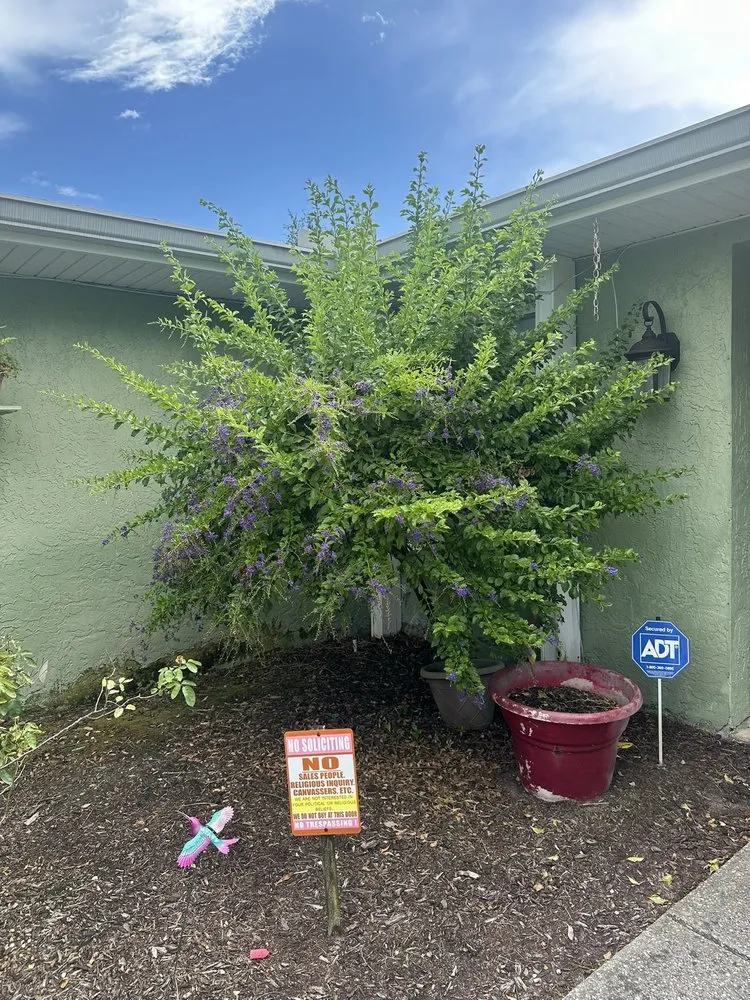 Affordable yard cleanup service in St. Petersburg, FL by Stars & Stripes Landscaping