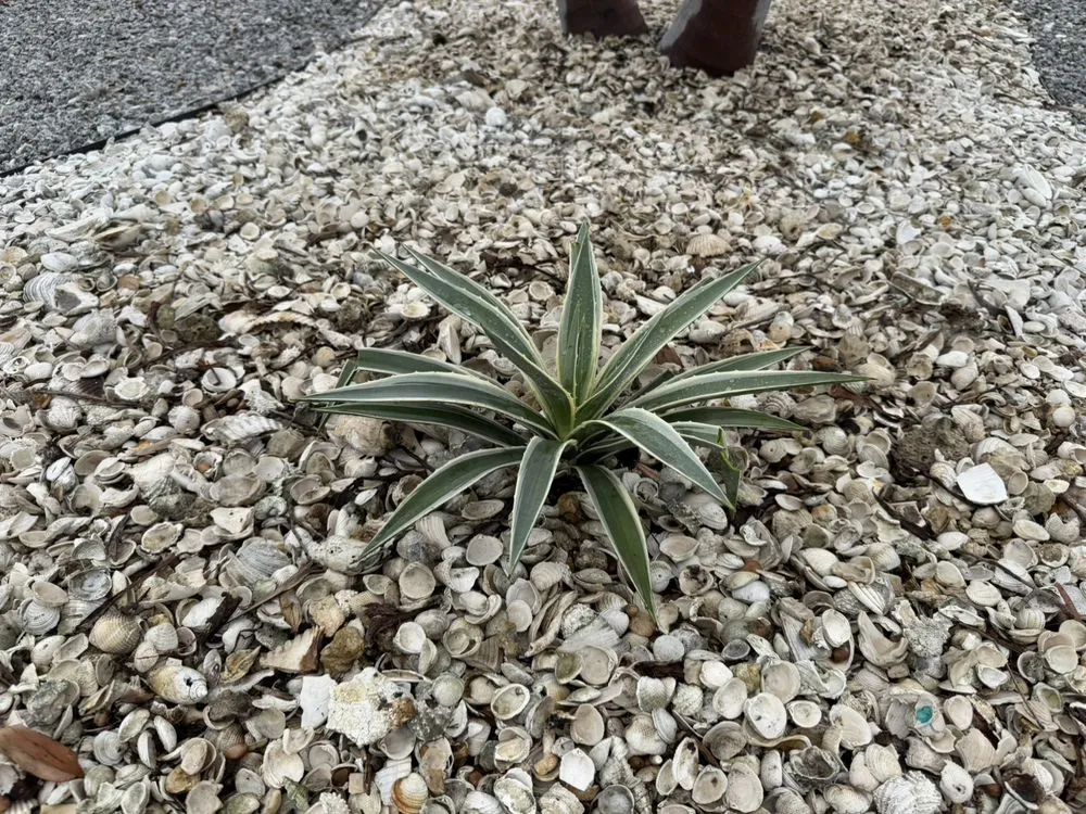 Custom yard cleanup service for residential properties in St. Petersburg, FL by Stars & Stripes Landscaping