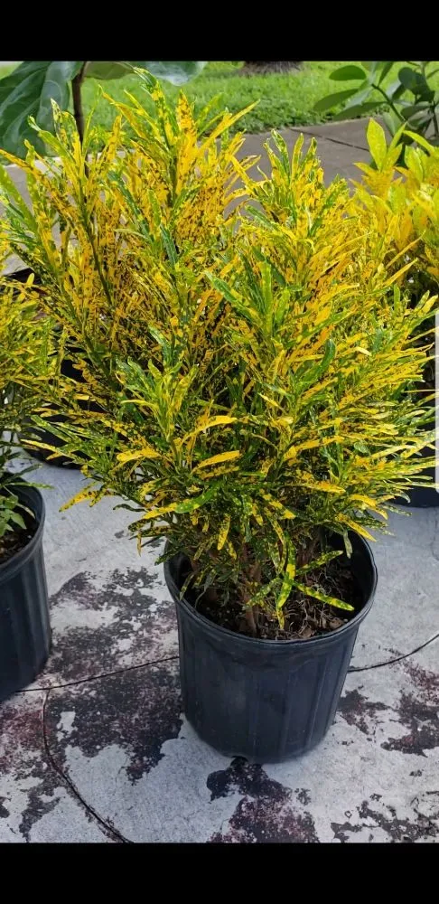 Affordable yard cleanup service in Miami, FL - Stars and Stripes Landscaping