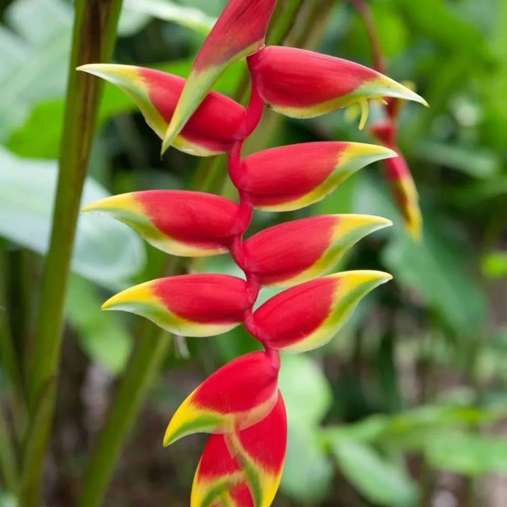 Expert lawn care service in Miami, FL - Stars and Stripes Landscaping