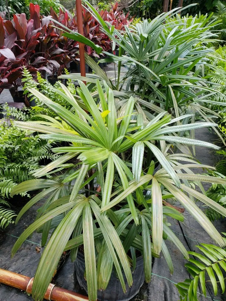 Affordable garden landscaping in Miami, FL - Stars and Stripes Landscaping