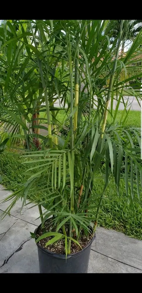 Top-rated landscaping services for homes across Miami, FL - Stars and Stripes Landscaping