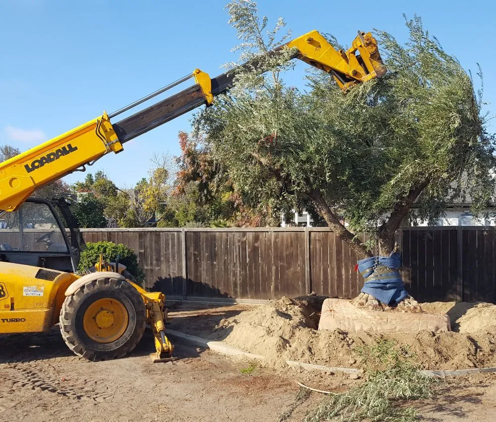 Top-rated lawn care service in Lemoore, CA by Start Fresh Landscaping