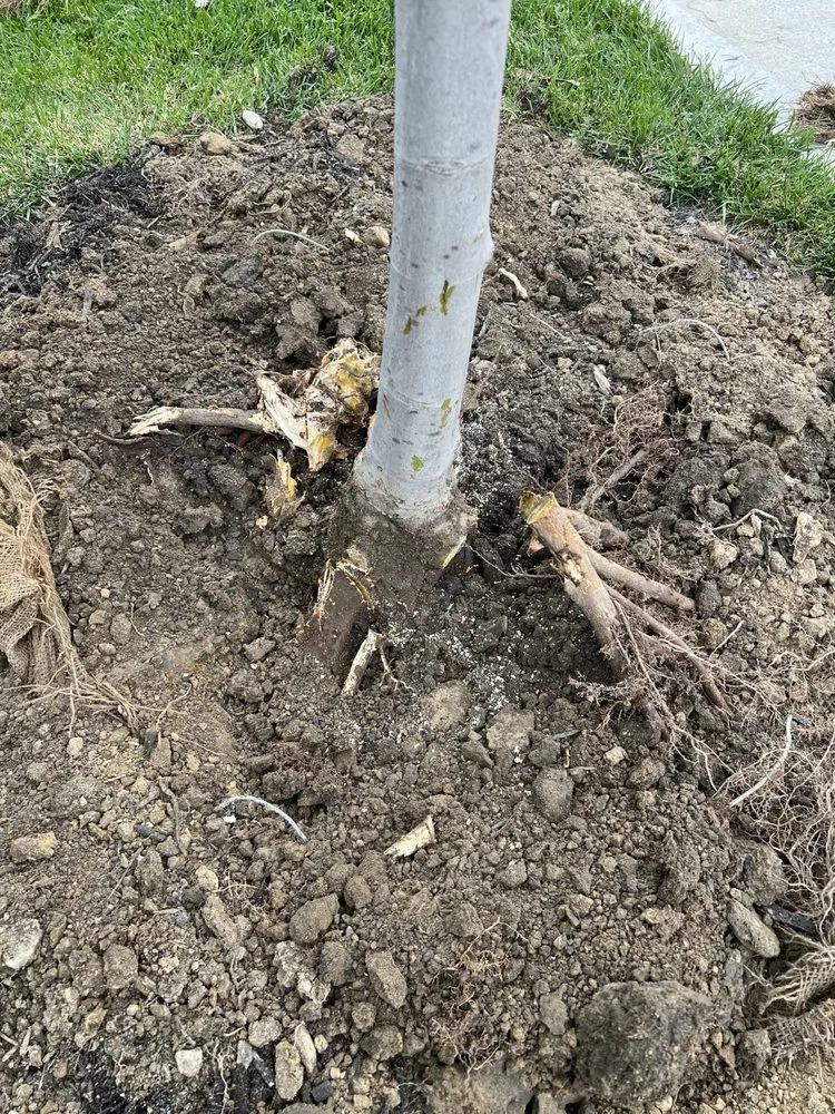 Affordable yard maintenance experts serving Whitestown, IN - Start To Finish