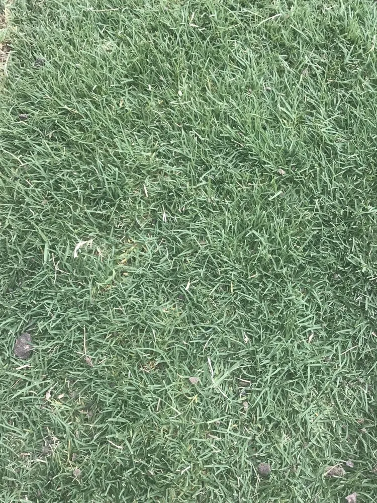 Local garden landscaping for beautiful yards across Dallas, TX - STARTEX Landscaping