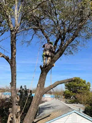 Starting Over Lawn & Tree Service Logo