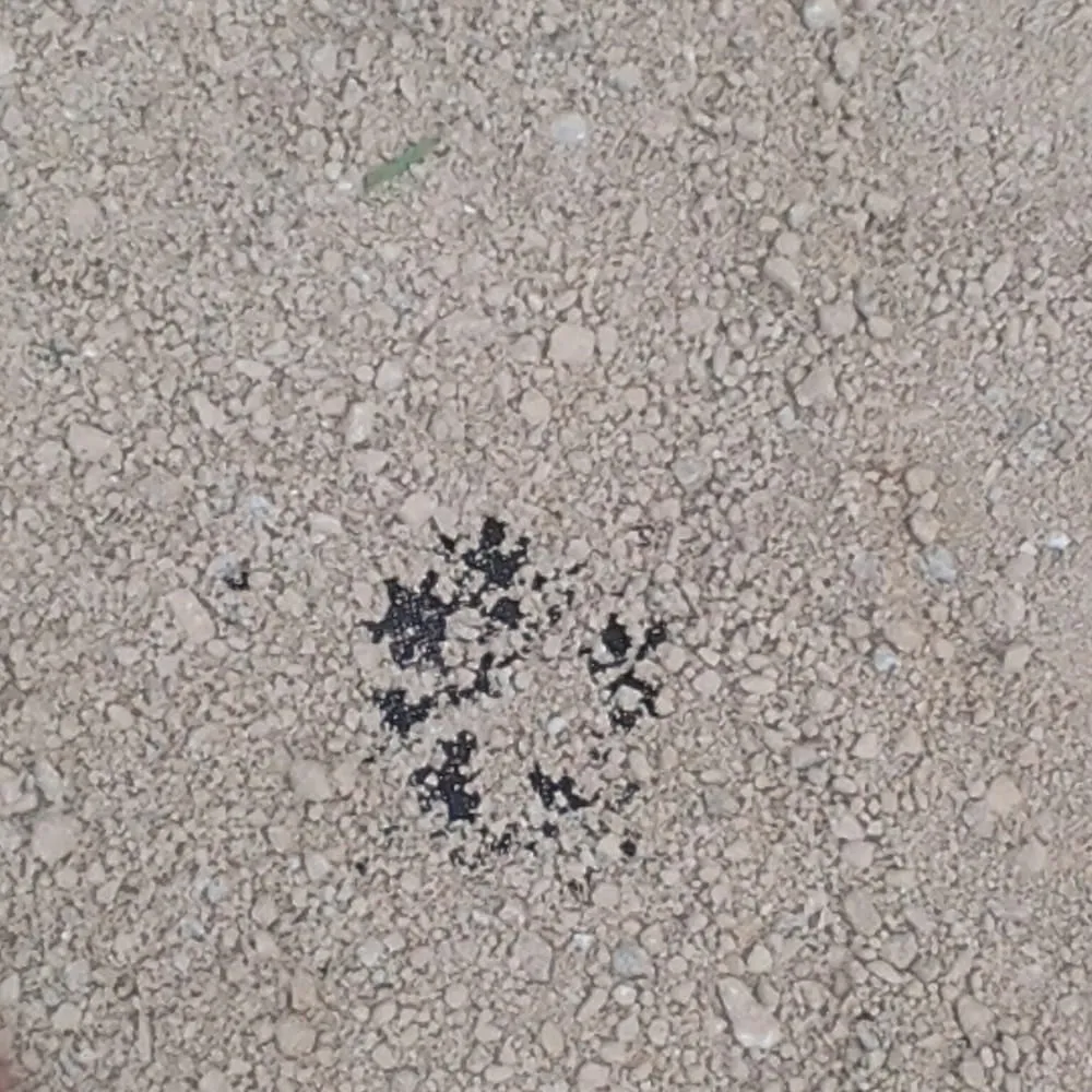 Top-rated residential landscaping experts serving Lompoc, CA - Starving Students Lawnscape