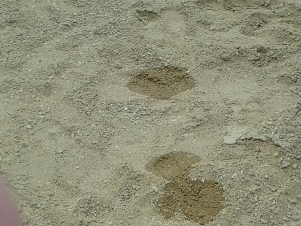 Custom lawn mowing service experts serving Lompoc, CA - Starving Students Lawnscape