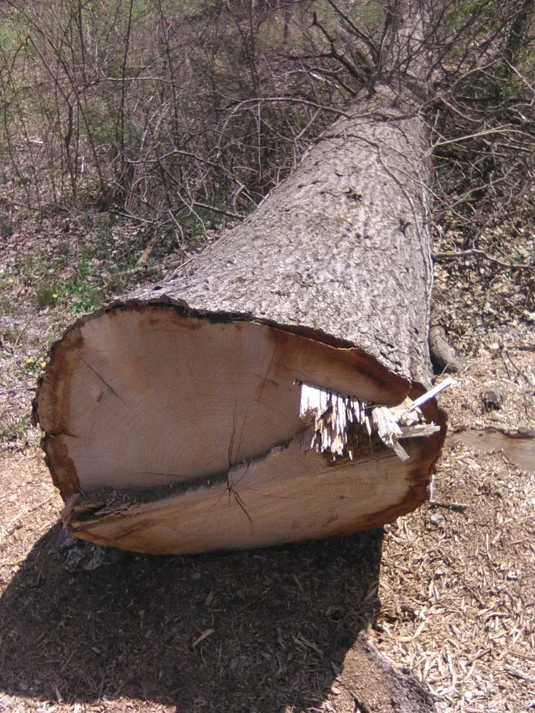 Local lawn care service experts serving Bethalto, IL - Stassi's Outdoor Services