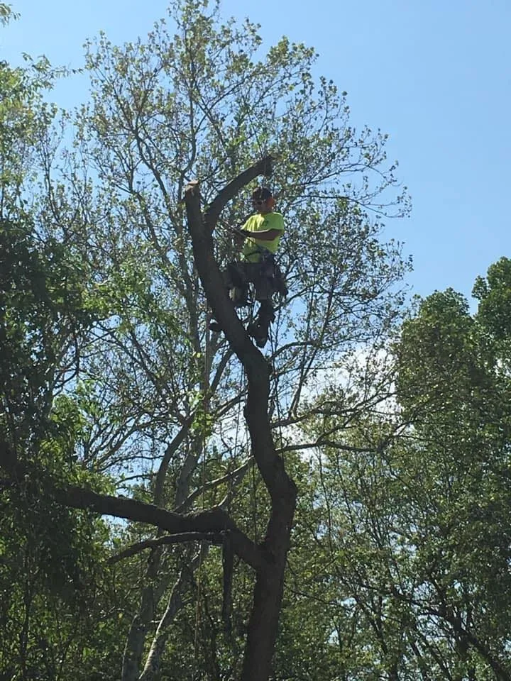 Custom landscape installation for year-round maintenance across Bethalto, IL - Stassi's Outdoor Services