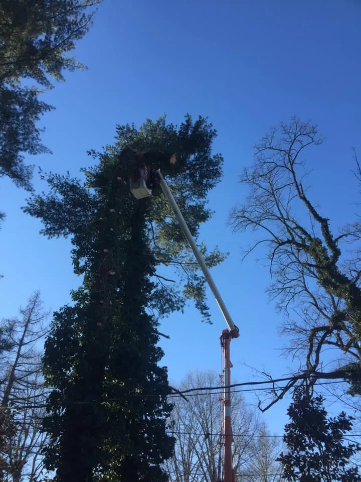 Top-rated residential landscaping in Bethalto, IL - Stassi's Outdoor Services