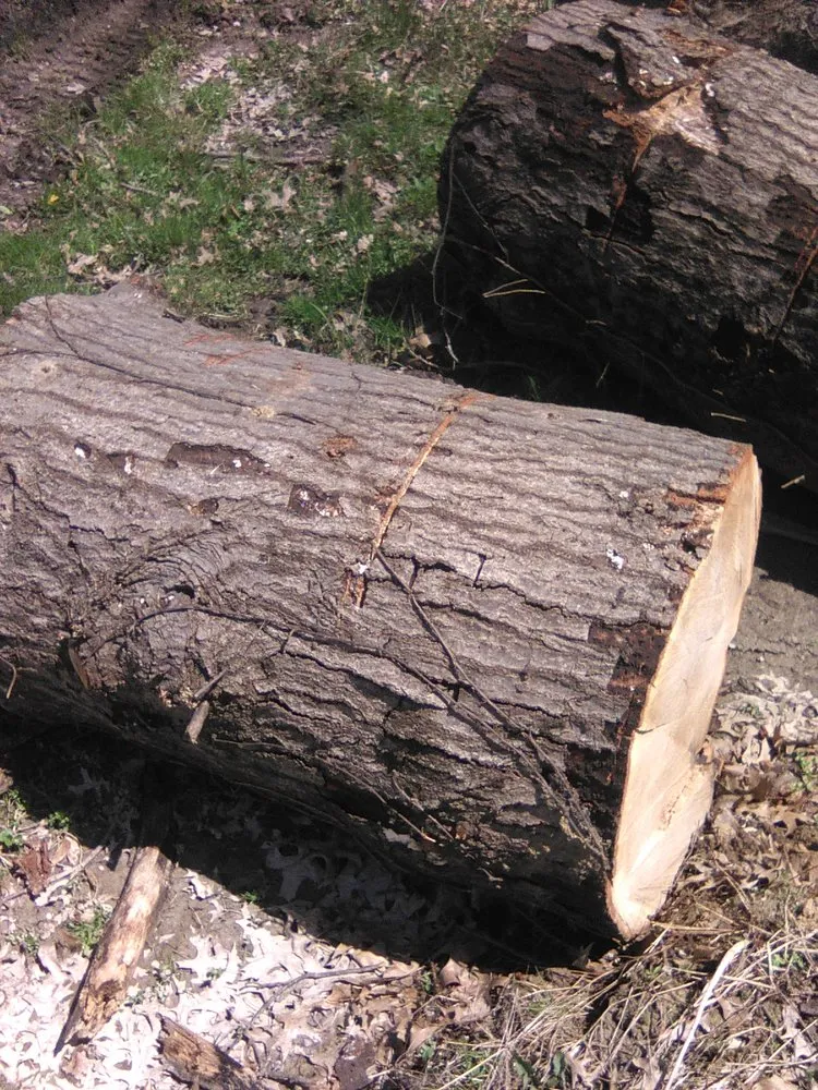 Trusted yard cleanup service for year-round maintenance across Bethalto, IL - Stassi's Outdoor Services