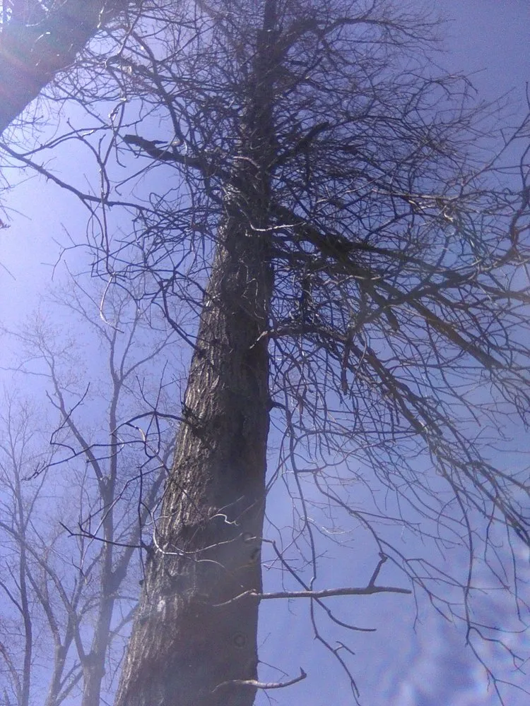 Local landscape design with custom design across Bethalto, IL - Stassi's Outdoor Services