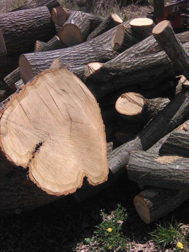 Professional yard cleanup service for homes in Bethalto, IL by Stassi's Outdoor Services